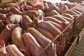 生猪养殖基地建设项目可行性研究报告